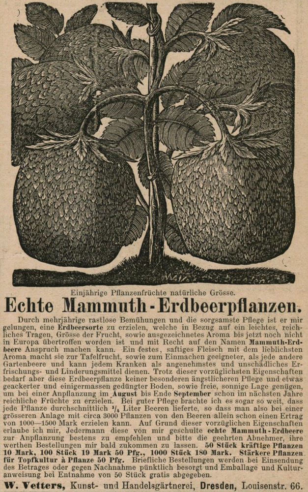 Louisenstraße 56