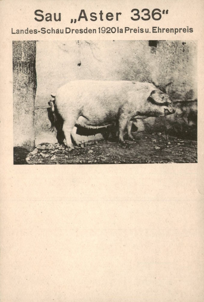 Landes-Schau 1920