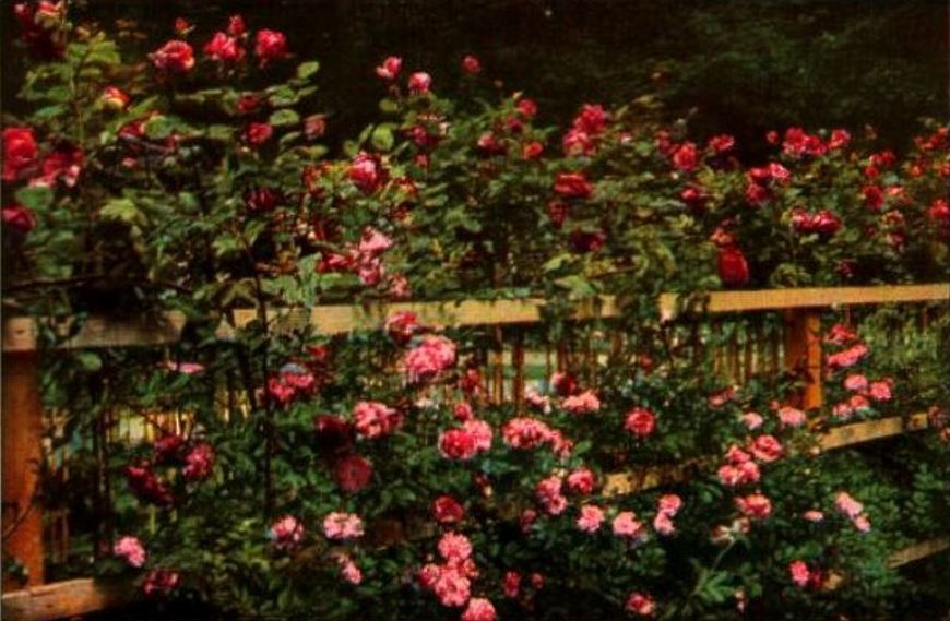 Jubiläums-Gartenbau-Ausstellung 1926