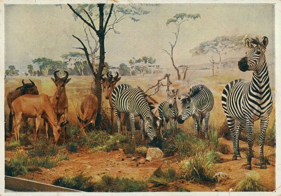 Deutsche Kolonialausstellung 1939
