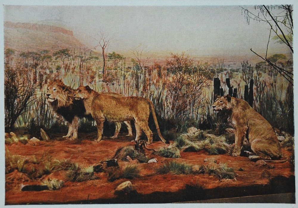 Deutsche Kolonialausstellung 1939