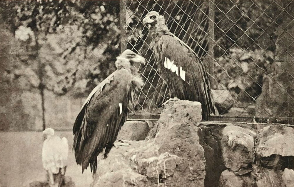 Zoologischer Garten