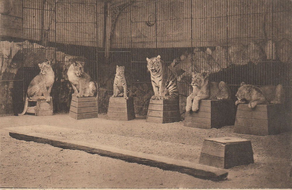 Zoologischer Garten