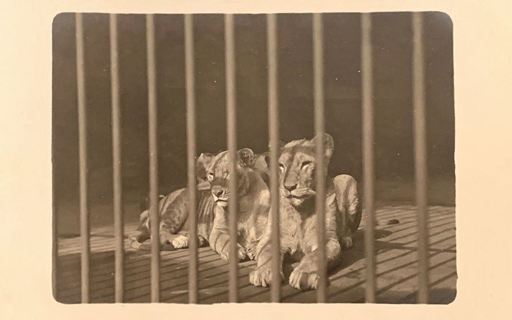 Zoologischer Garten