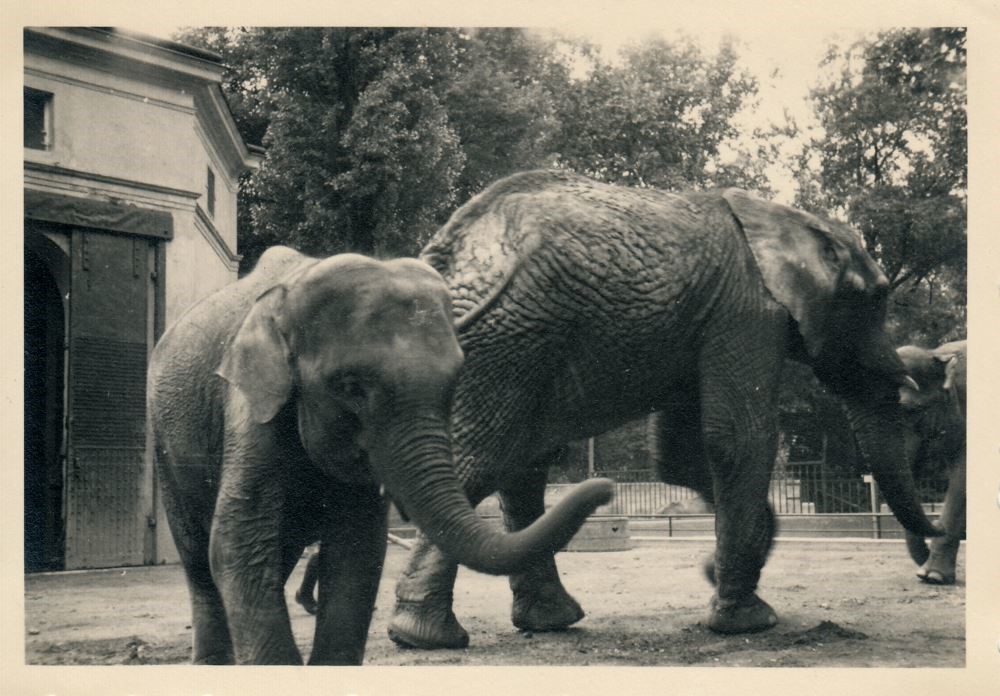 Zoologischer Garten