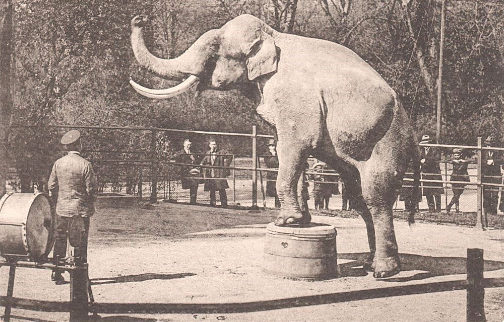 Zoologischer Garten