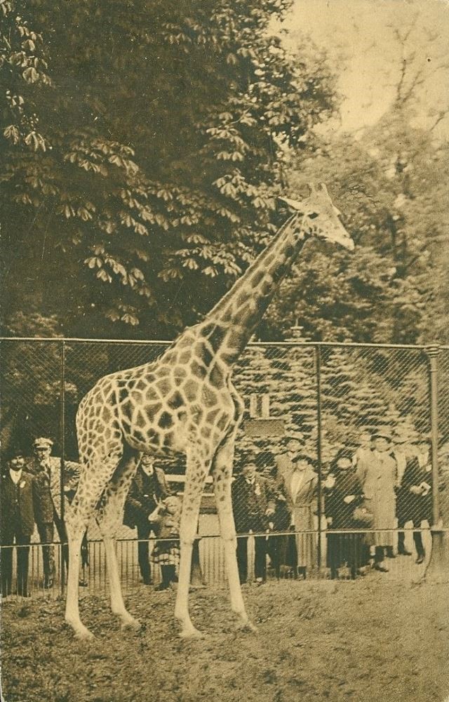 Zoologischer Garten
