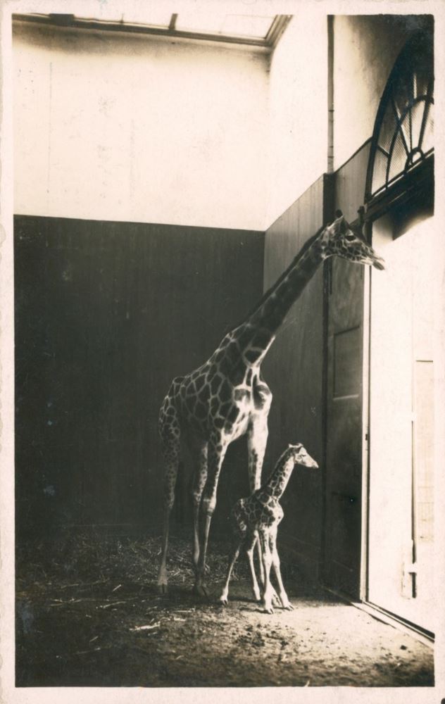 Zoologischer Garten