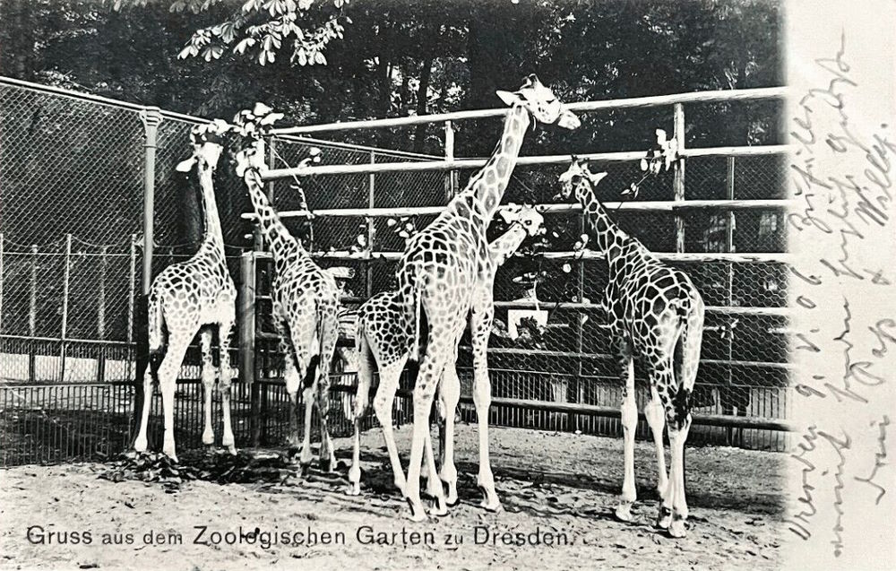 Zoologischer Garten