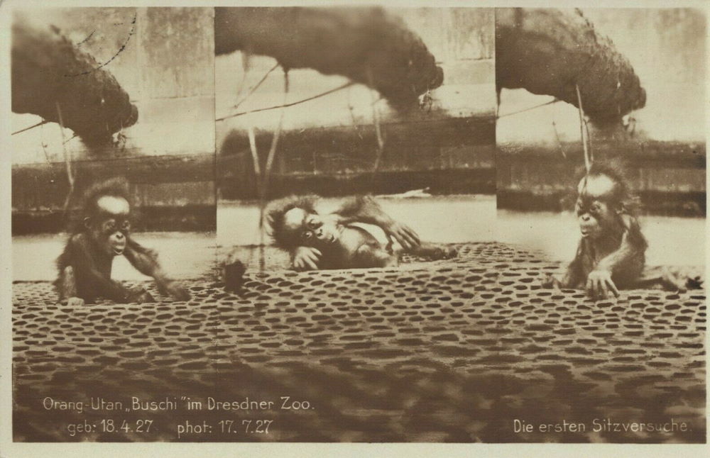 Zoologischer Garten