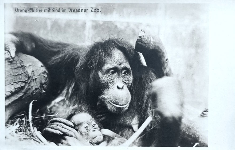 Zoologischer Garten