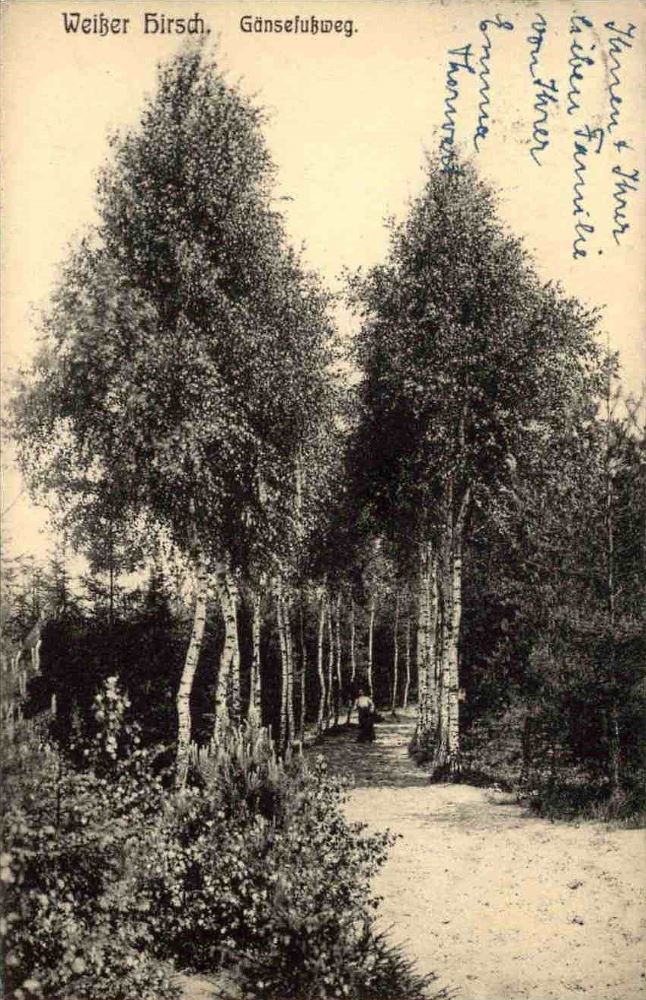 Gänsefuß