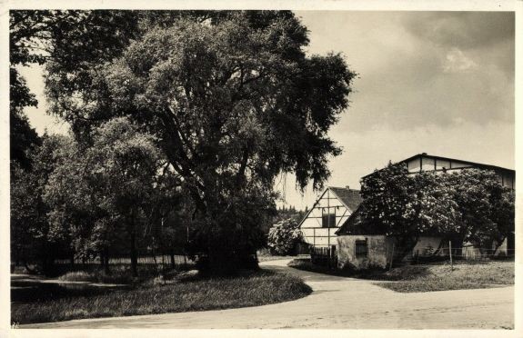 Gänsefuß 51