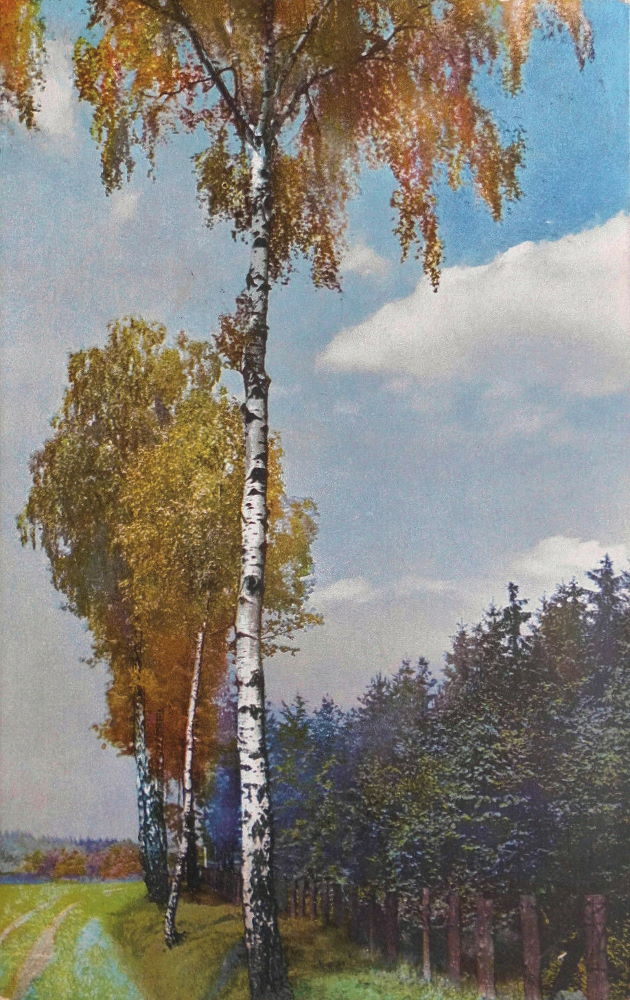 Gänsefuß - Hofewiese