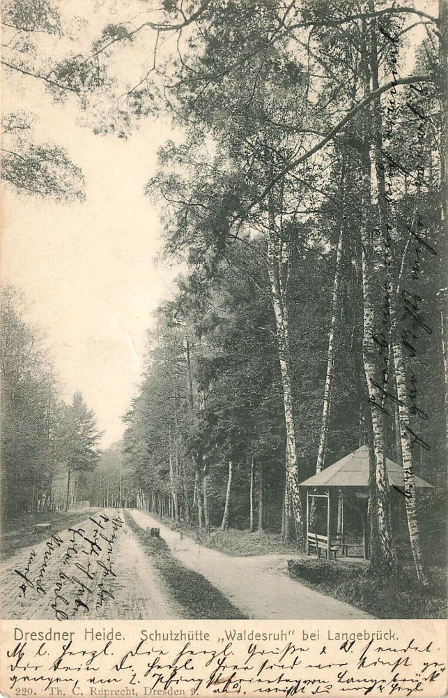 Gänsefuß