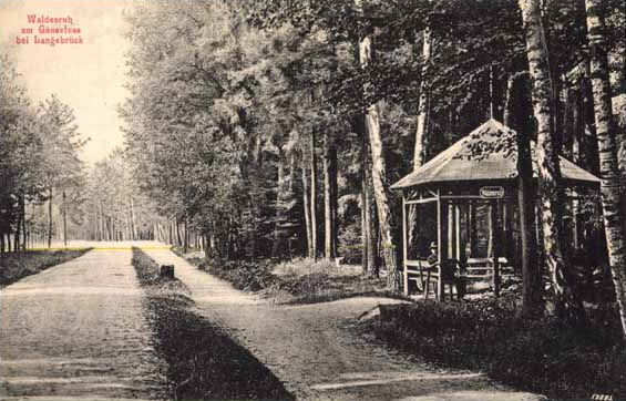 Gänsefuß