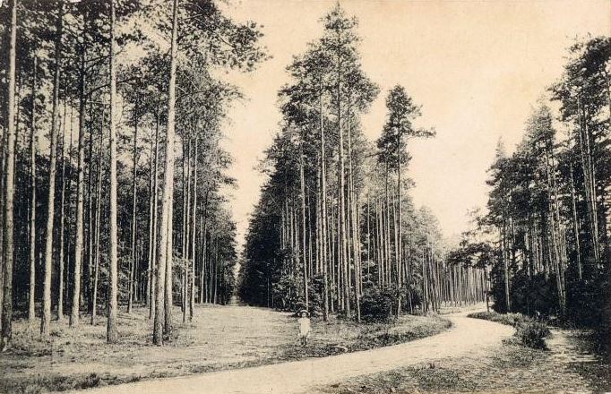 Friedersdorfer Waldweg (Friedersdorfer Weg)